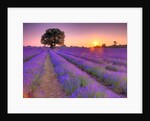 Lavender field at sunset by Assaf Frank